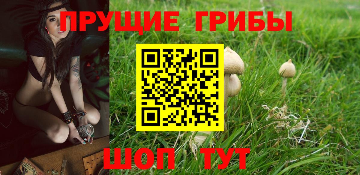 Галлюциногенные грибы Psilocybe Луховицы